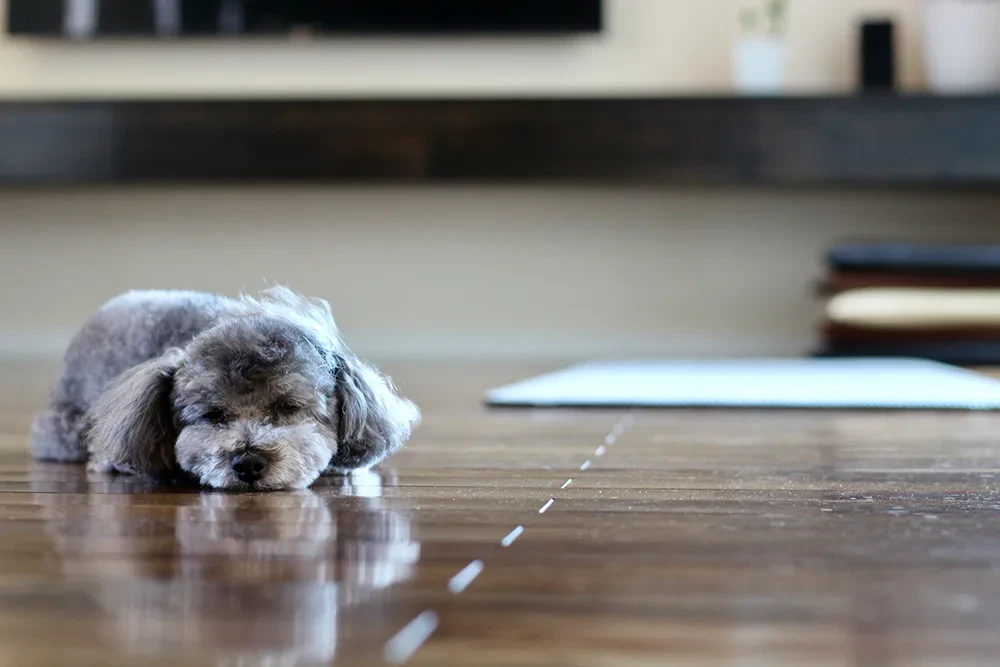 犬が死ぬ前にあなたにみせる行動と 最後のときに出来ること ペトリィ 小さな家族のセレモニー