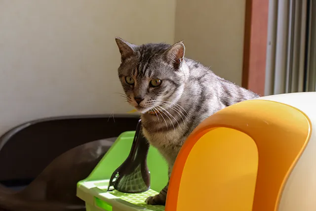 猫の腎臓病 末期症状である尿毒症や 慢性腎不全について解説 ペトリィ 小さな家族のセレモニー