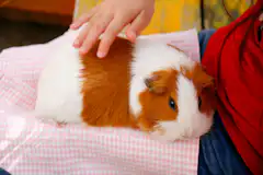 うさぎが死ぬ時の兆候と行動 飼い主がしてあげられる最後のお世話 ペトリィ 小さな家族のセレモニー うさぎが死ぬ時の兆候と行動 飼い主がしてあげられる最後のお世話 ペトリィ 小さな家族のセレモニー