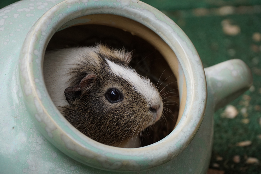 ハムスターに噛まれると死ぬってホント 小動物 All About