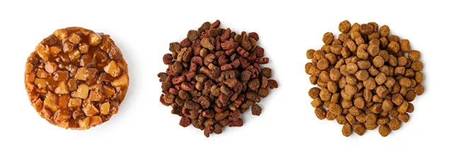 老犬がご飯を食べない理由とは 飼い主にできる工夫を紹介 ペトリィ 小さな家族のセレモニー