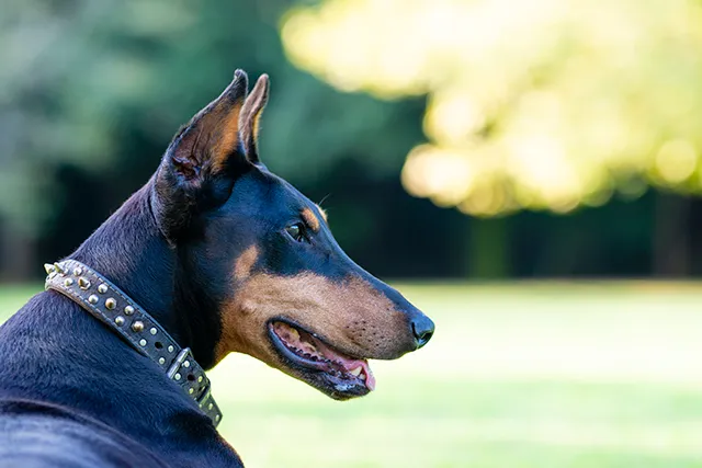 犬のリンパ腫 ステロイドや抗がん剤による治療や余命について解説 ペトリィ 小さな家族のセレモニー