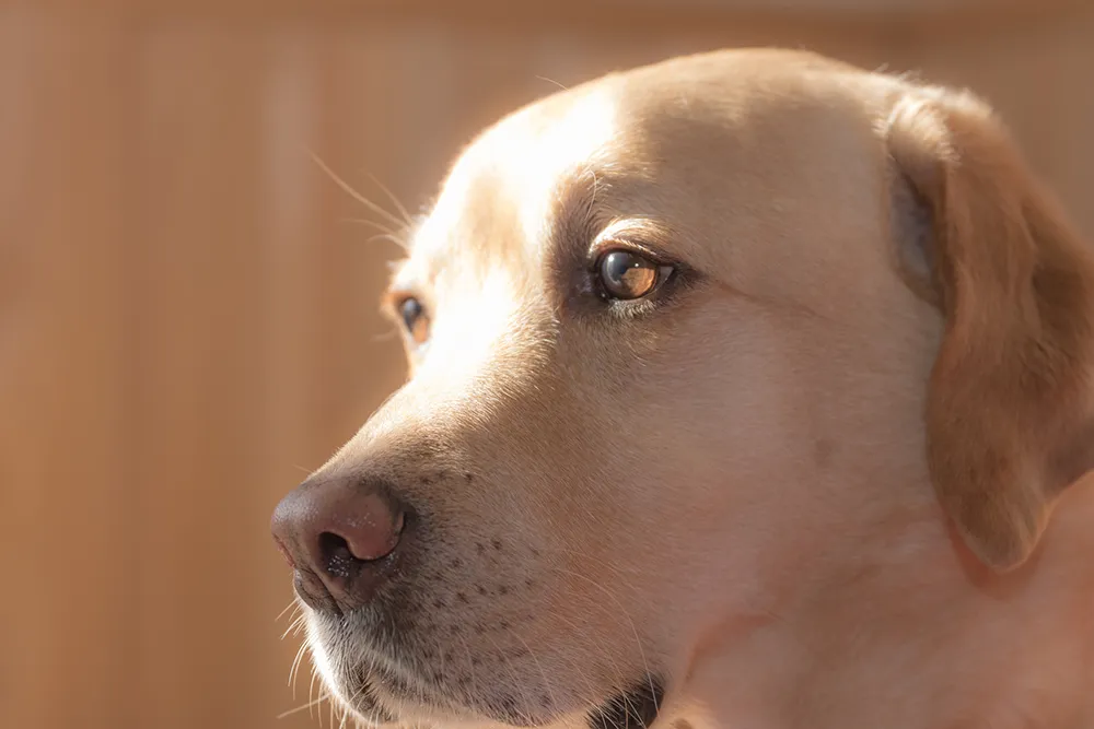 犬のクッシング症候群 末期症状や余命 治療法について解説 ペトリィ 小さな家族のセレモニー