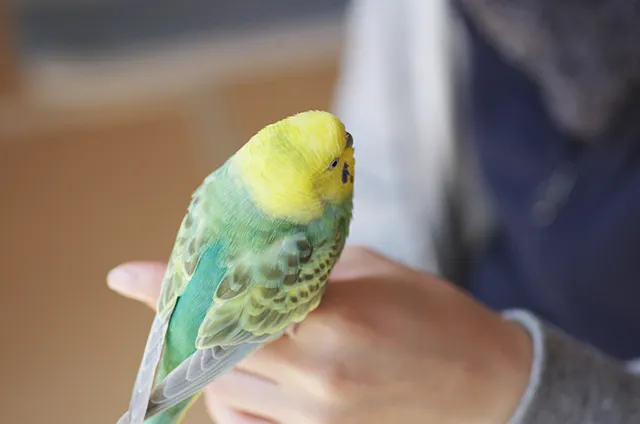 セキセイインコが死ぬときの前兆や死因について 生活における注意点 ペトリィ 小さな家族のセレモニー