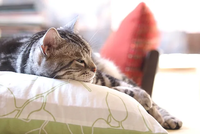猫の胸水 余命に関わる疾患が引き起こす症状と その原因 ペトリィ 小さな家族のセレモニー