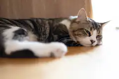 猫の認知症対策は予兆を見逃さず 適切な対処と治療をすることが重要 ペトリィ 小さな家族のセレモニー 猫の認知症対策は予兆を見逃さず 適切な対処と治療をすることが重要 ペトリィ 小さな家族のセレモニー