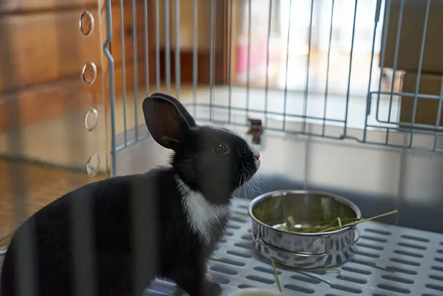 うさぎが死ぬ時の兆候と行動 飼い主がしてあげられる最後のお世話 ペトリィ 小さな家族のセレモニー うさぎが死ぬ時の兆候と行動 飼い主がしてあげられる最後のお世話 ペトリィ 小さな家族のセレモニー