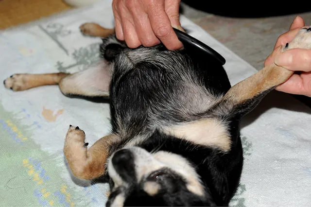 犬の床ずれについて 予防法やグッズの選び方 寝返り介助など ペトリィ 小さな家族のセレモニー