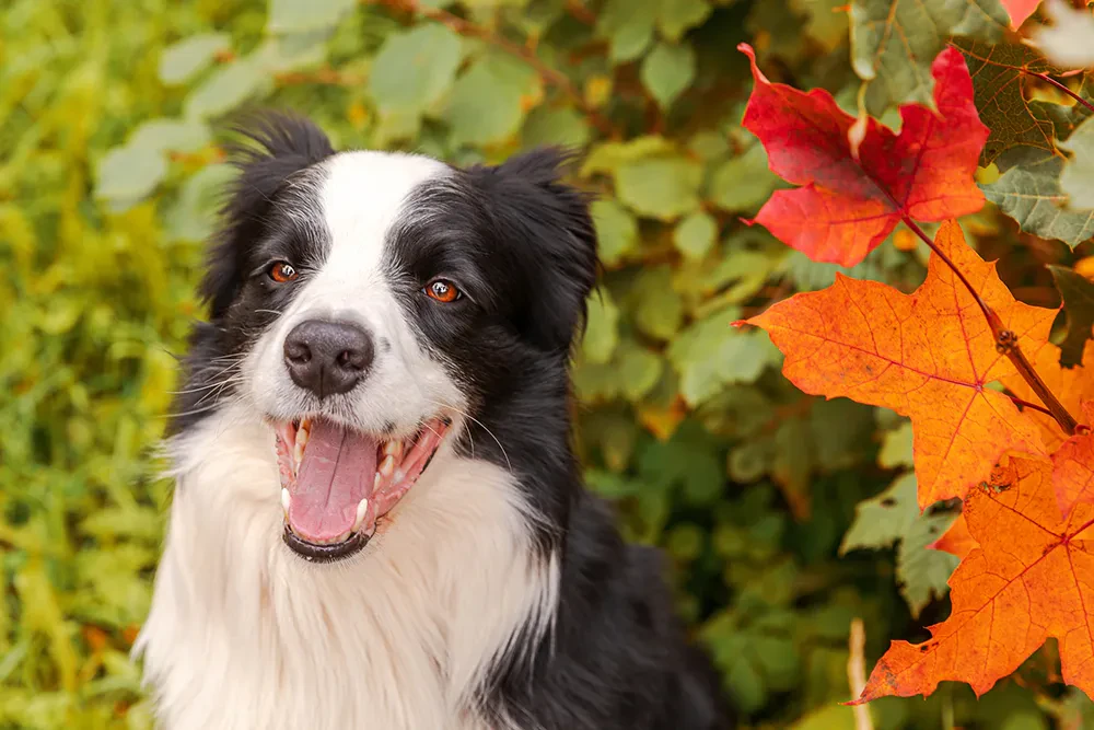 犬の口腔内メラノーマとは 余命やステージ 治療法について ペトリィ 小さな家族のセレモニー