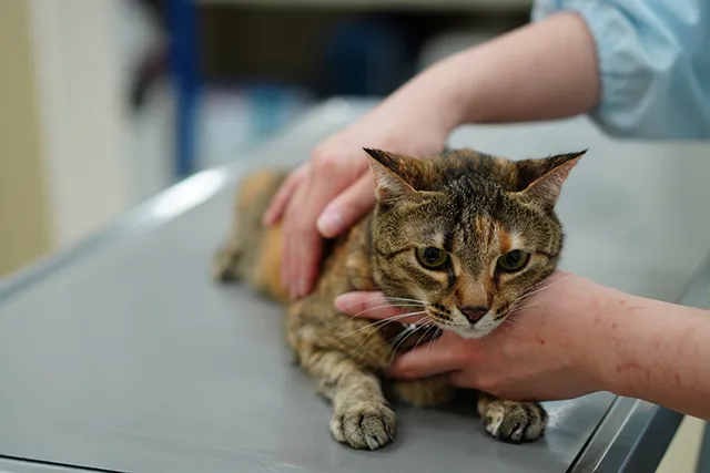 猫のエイズ 末期症状や余命 同居猫への感染性や予防法などについて ペトリィ 小さな家族のセレモニー