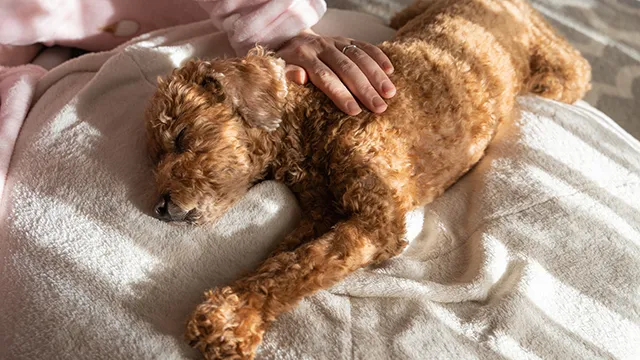 犬のリンパ腫 ステロイドや抗がん剤による治療や余命について解説 ペトリィ 小さな家族のセレモニー