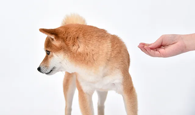 老犬がご飯を食べない理由とは 飼い主にできる工夫を紹介 ペトリィ 小さな家族のセレモニー