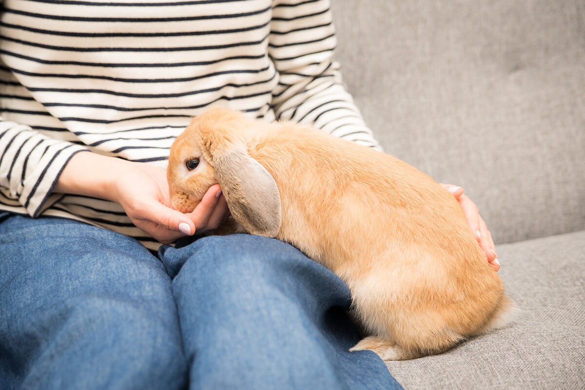 うさぎの老衰症状と介護方法 近づく寿命に備えて知っておきたい知識 ペトリィ 小さな家族のセレモニー