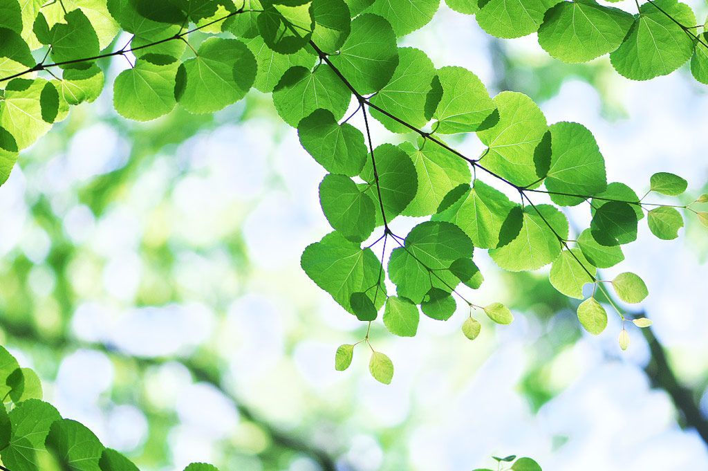 明石中央法律事務所