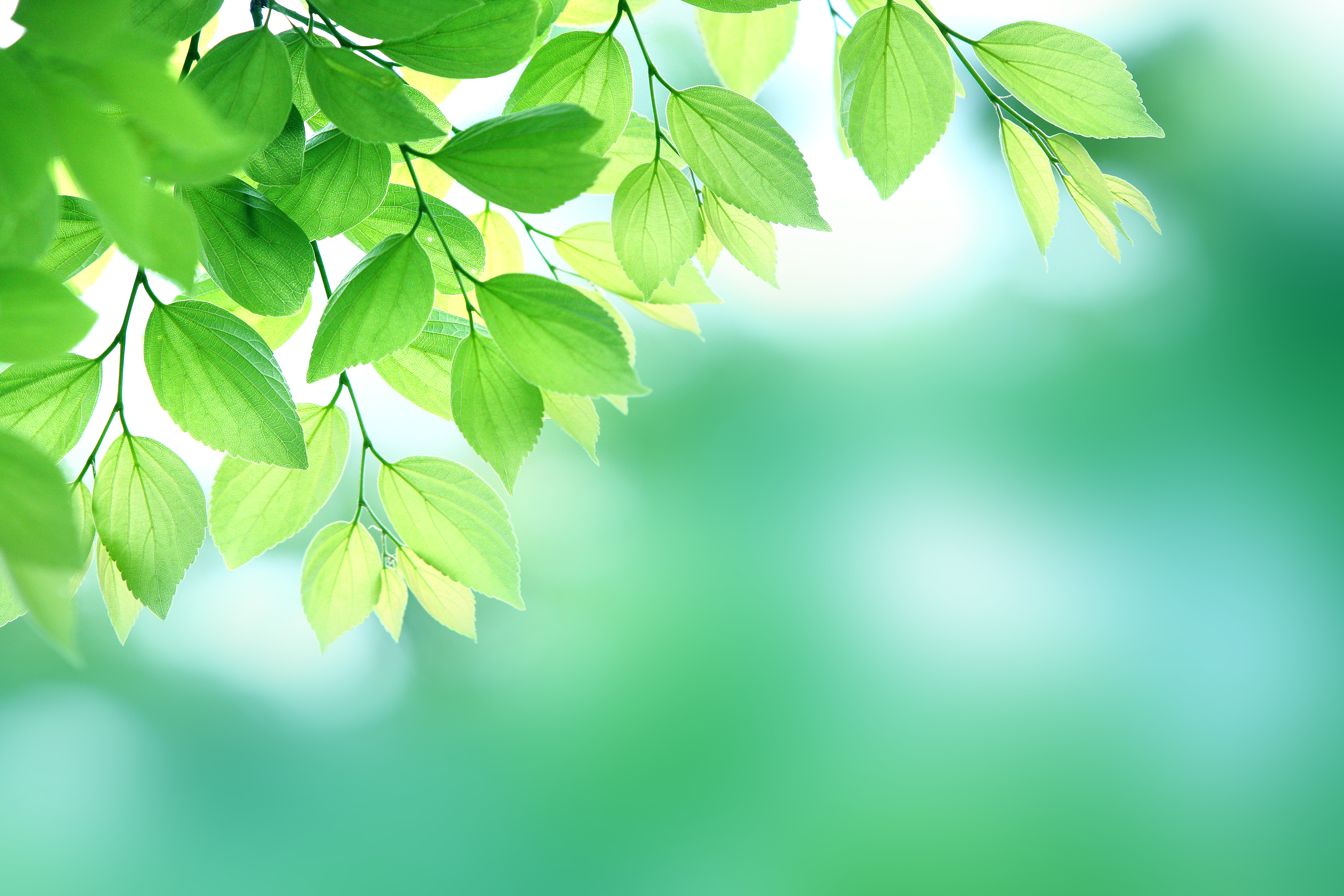 八代法律事務所