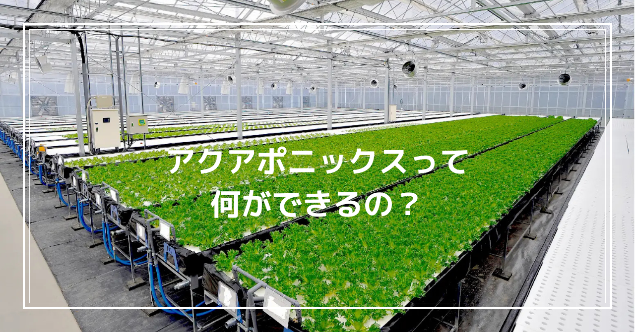 アクアポニックスって何ができるの？