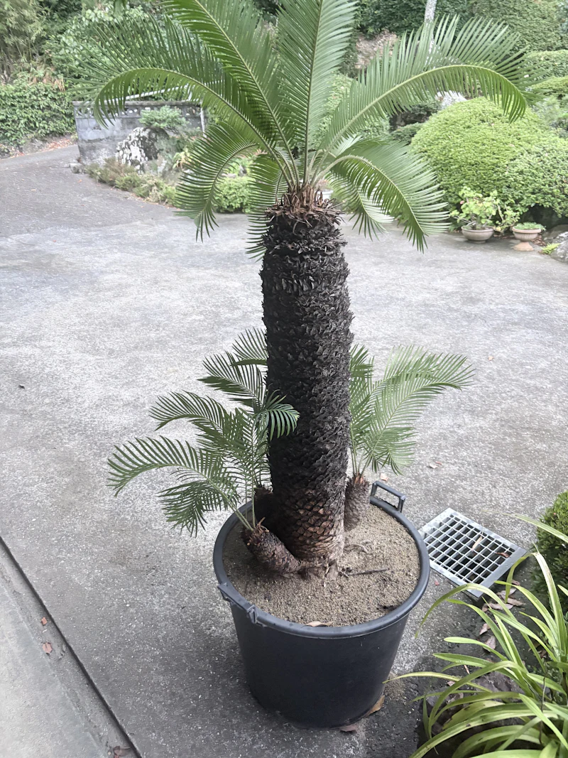 test-01-0817(150cm)