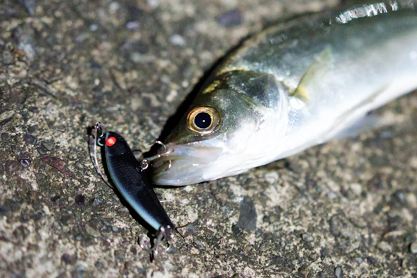 ヒラセイゴ釣りで最強ルアーを見つけた【シーバス釣行】