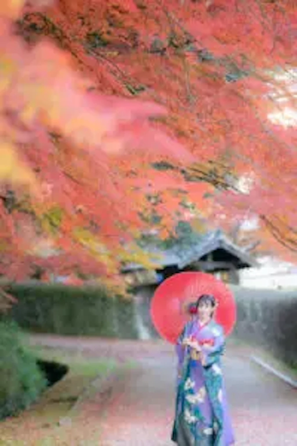 紅葉と赤い和傘を持つ振袖姿の女性