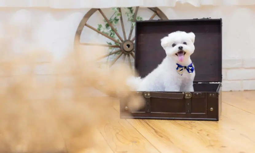 岡山でペット写真を撮るなら♡