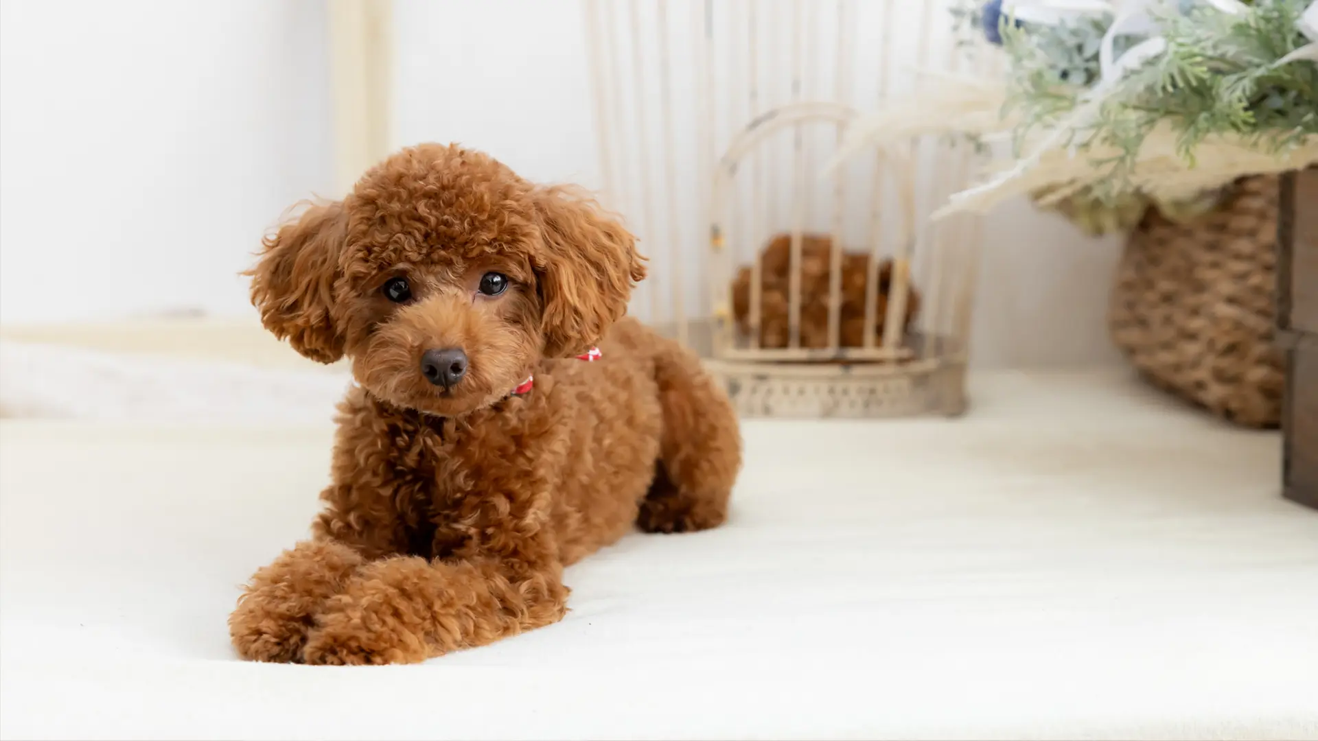 撮影のみ（スタジオ）のイメージ写真