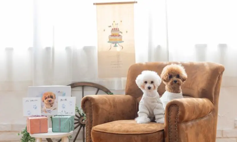 【比較】ペットフォトスタジオと自宅撮影！それぞれのメリット・デメリットは？