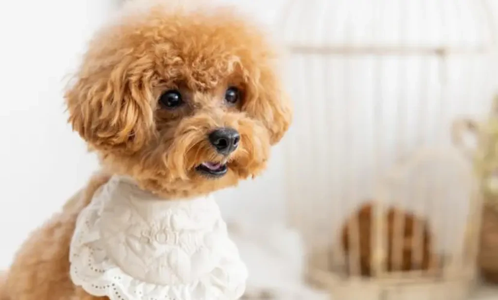 岡山のペット写真スタジオで叶えた愛犬の1歳バースデー撮影