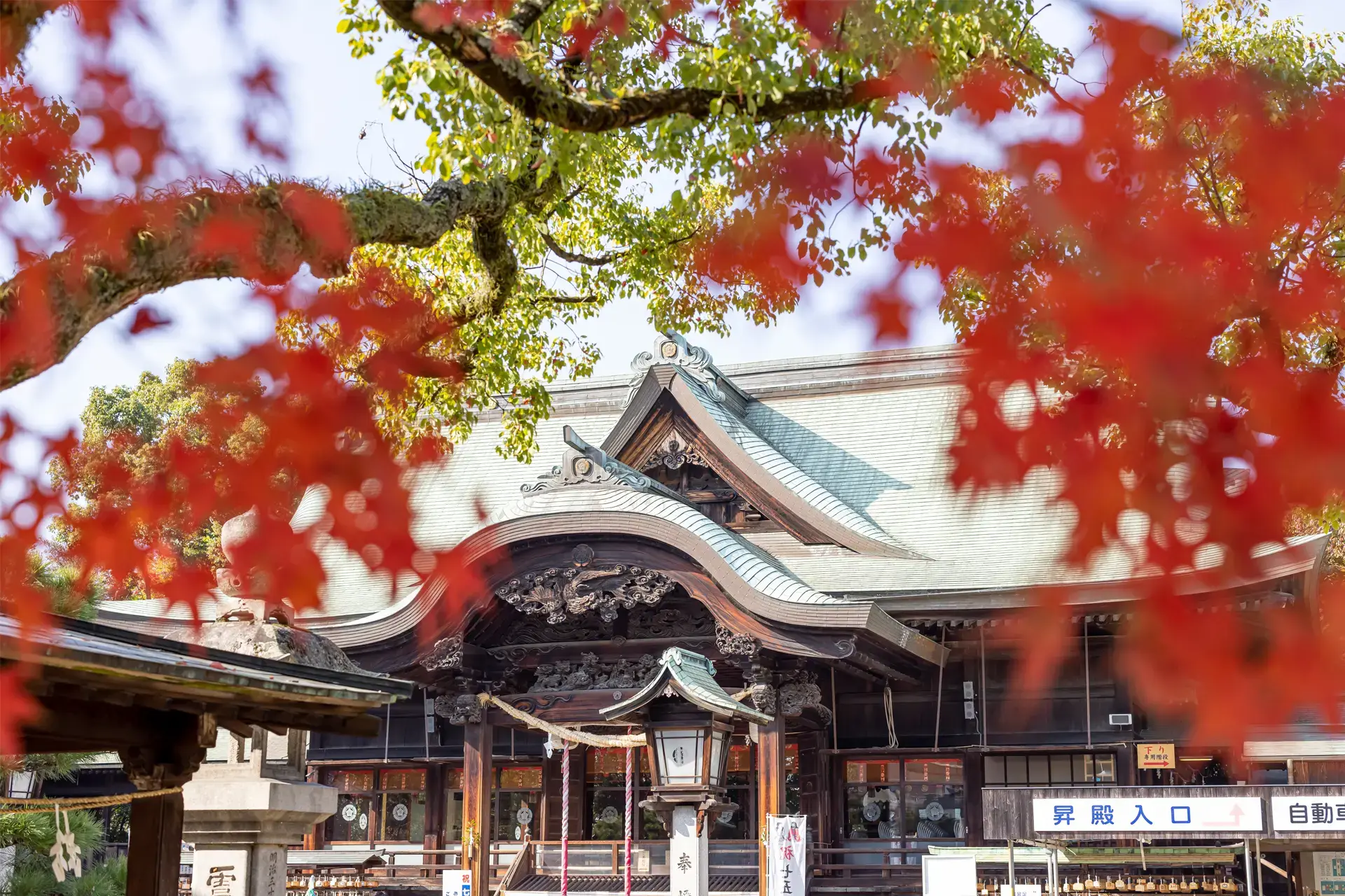 岡山市北区の宗忠神社。秋の美しい紅葉に彩られた社殿。七五三の参拝と撮影におすすめ。