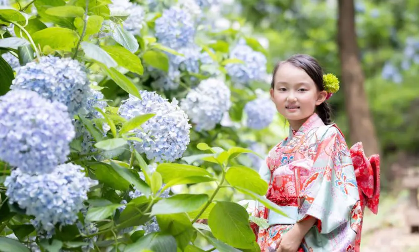 6月の吉備津神社で紫陽花フォト