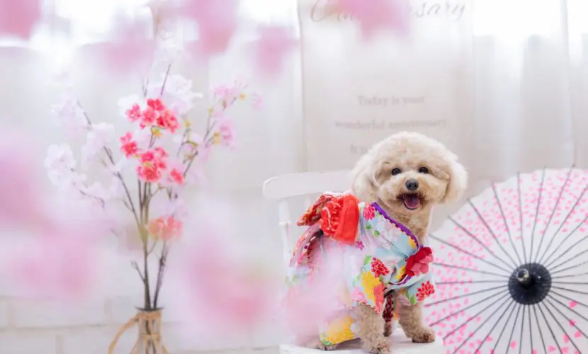 ワンちゃん七五三♡