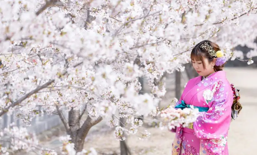 桜満開ロケーション撮影