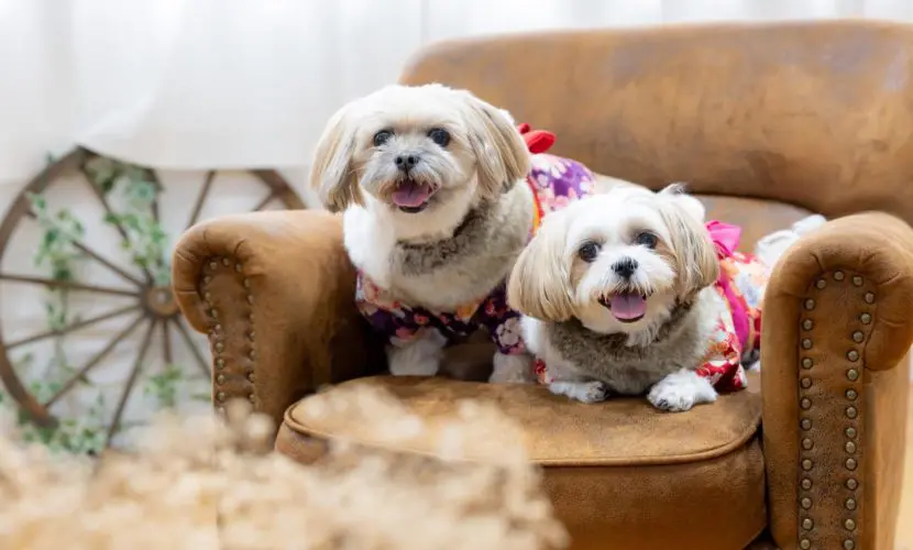 仲良しワンちゃん初めてのフォトスタジオ