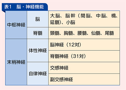 脳・神経機能