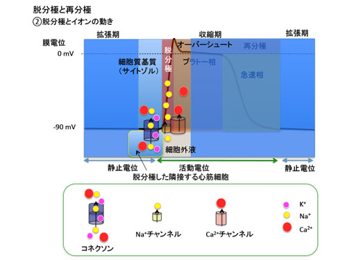 脱分極と再分極
