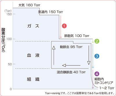 酸素瀑布図