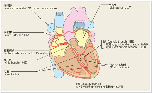 心臓の各部の名称説明図