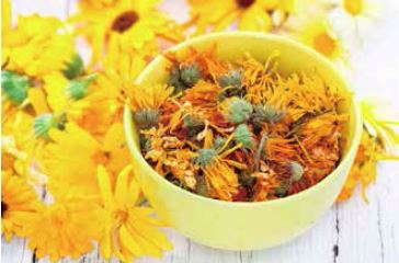 square_232595_calendula