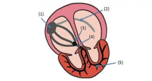 【問題】刺激伝導系の中で(1)から(5)の部位がペースメーカの役目をした場合の調律として、正しい組み合わせはどれか?