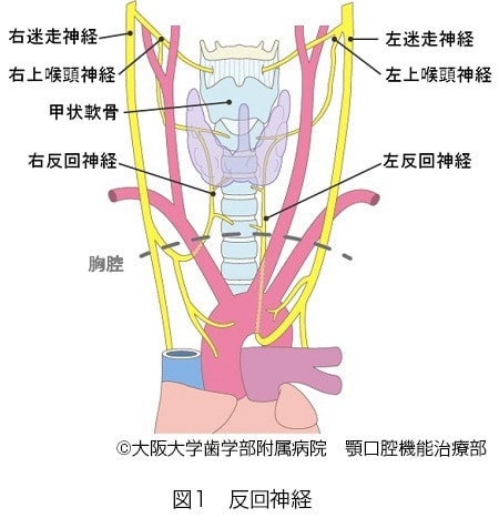反回神経説明図