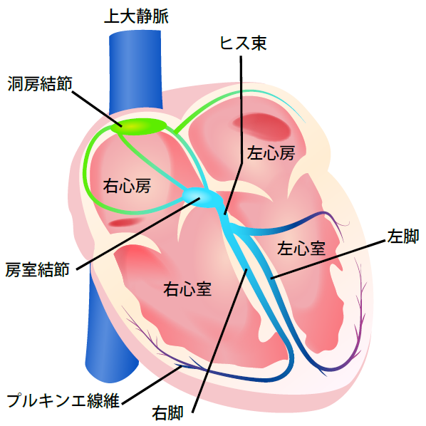 刺激伝導系のメカニズムと波形が変化する要因