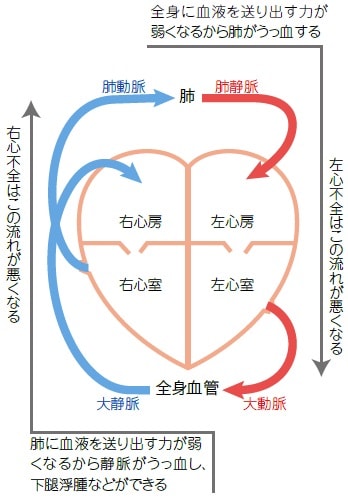 循環と心不全のメカニズム説明図