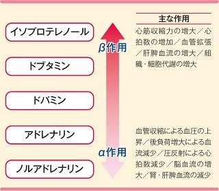 カテコラミンの種類