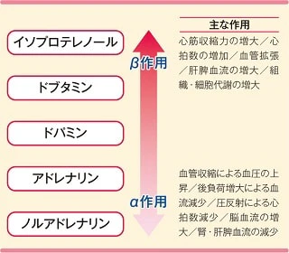 カテコラミンの種類