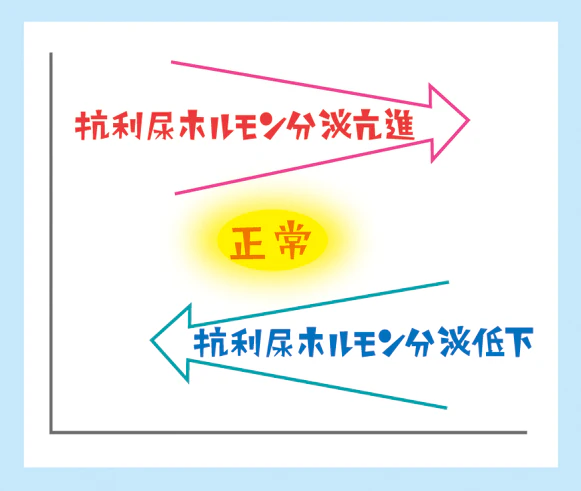 抗利尿ホルモンの作用