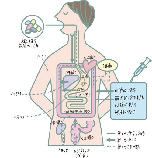 体内をめぐり対外へ排出されるまでの過程のイラスト