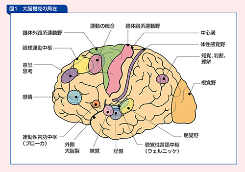大脳機能の局在