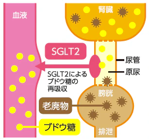 SGLT2の働き