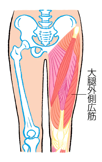 筋肉注射の部位 大腿外側広筋