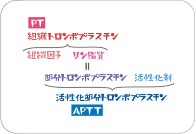 組織トロンボプラスチンと部分トロンボプラスチン説明図