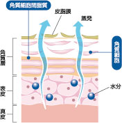 皮膚の構造図